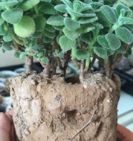 定期松土彳艮重要