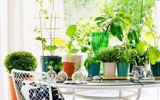 小心浇水， 别让宝贝们生病