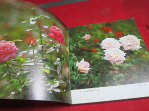 月季花的种植环境