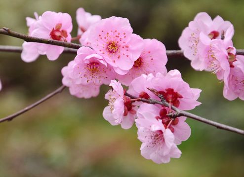 梅花之美， 清雅气质的象征