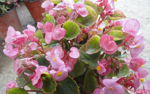 干枝杜鹃花期多久？这份花期指南