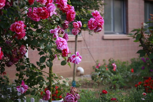 夏日阳光下的蔷薇