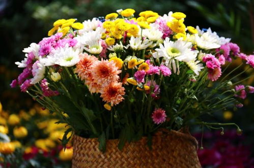 银川第五届菊花艺术节，百菊竞艳