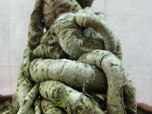 栽种和养护的技巧