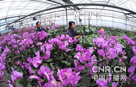 虎皮兰的种植与繁殖方法有哪些，如何进行栽培以促进其健康生长