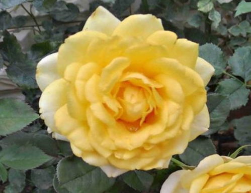 月季花的遮阳与施肥