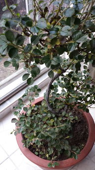 珍珠梅叶子发黄的原因大揭秘