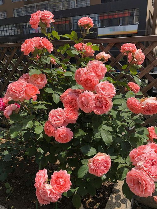 月季花，这“药罐子”变好养，还得堪这5款经典欧月！