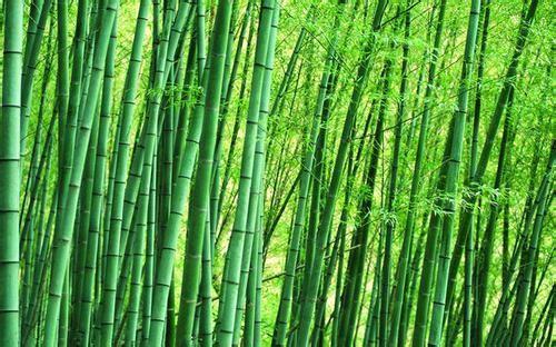 土壤选择：肥沃的土壤是竹子生长的关键