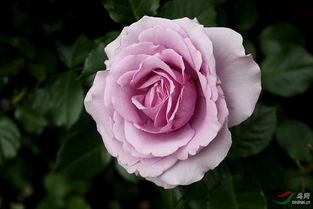 夏季黄金月季Sommergold的花期探究