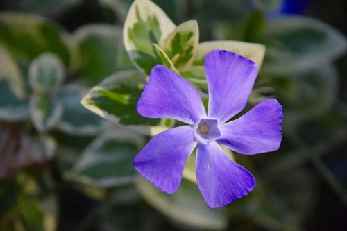 长春蔓与长春花，植物名不同