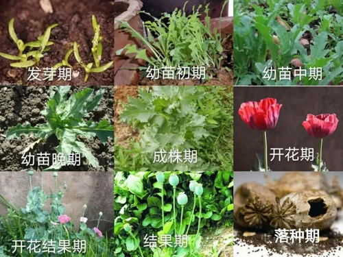 罂粟是几年生草本植物？它的生长周期和药用价值你知道吗