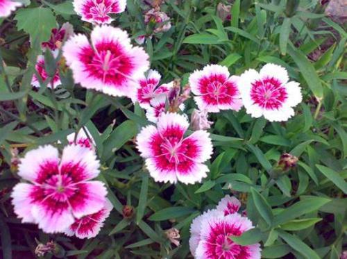 五彩石竹：耐寒的冬日精灵