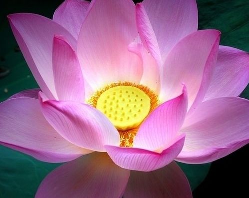 将31朵花寓意着“双喜临门”，这31朵花的花语是什么