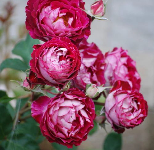 马萨德医生月季的优缺点大揭秘