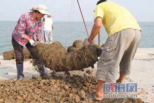山东乳山牡蛎养殖前景广阔，成为当地农民增收新亮点