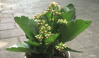 长寿花冬季养殖， 温暖与生机并存