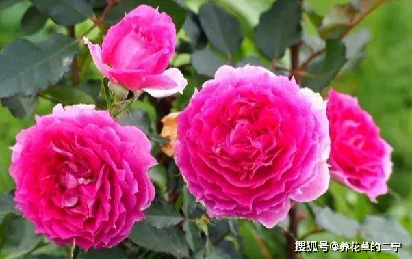 一、 月季界的奇珍异宝——波浪边月季