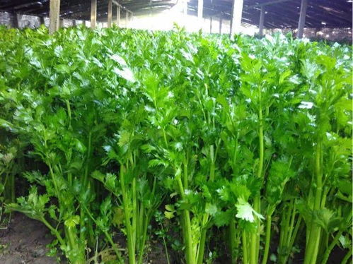 分批采摘，养生党的选择