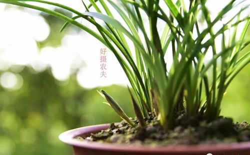 防病虫害——金手指兰花的健康护航