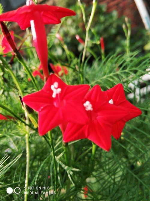 播种前的准备工作