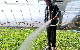 移栽的塔柏三个月后是否还需要持续浇水？