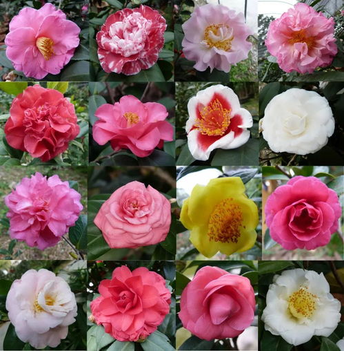 探索十大名贵花卉， 揭秘价格之谜