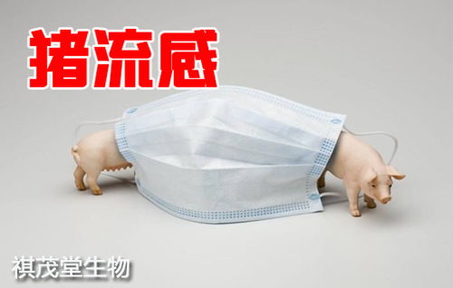秋季养猪，如何预防猪流感