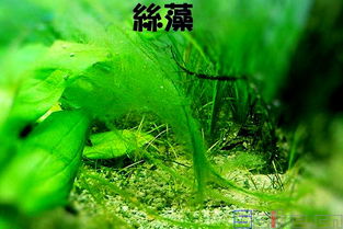 揭秘藻百年养殖秘诀：安全无毒，绿色养殖新选择！