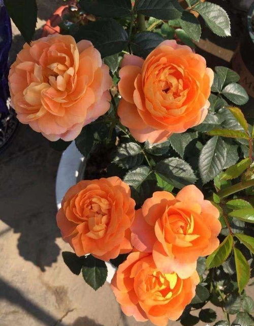 蜜桃果汁阳台月季的特点