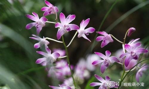 紫竹喜阴耐寒，养植无忧！