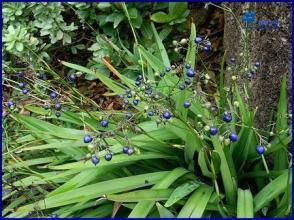安神与提神平衡