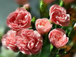 春天的花种盛宴