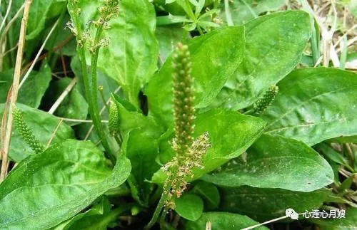 车前草种子网购靠谱吗？实测对比告诉你答案