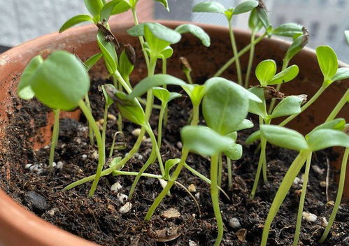 阳光充足，养护是关键