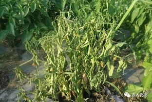 一亩地用25毫升农药，怎么配水？