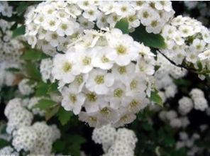 白花界的明星：不容错过的三种花卉