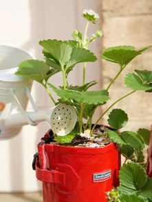 堆肥的神奇作用