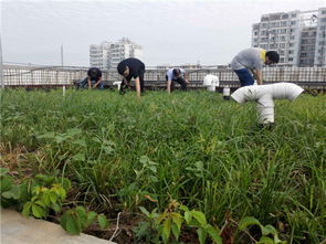 药用5斤VS绿化2公斤：种植大揭秘