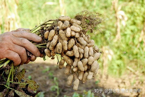 施肥， 可持续发展之道
