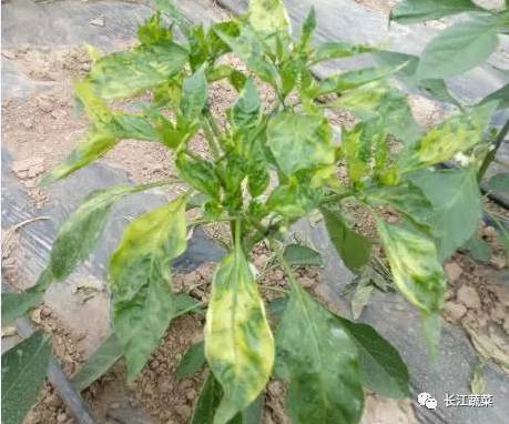 萎蔫干枯的花如何有效防治？