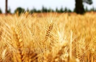 种蓖麻一亩地纯收入多少？