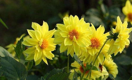 秋天来啦，湖北的花草种子怎么撒？