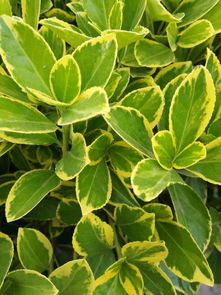 常见冬青品种：你认识哪些？