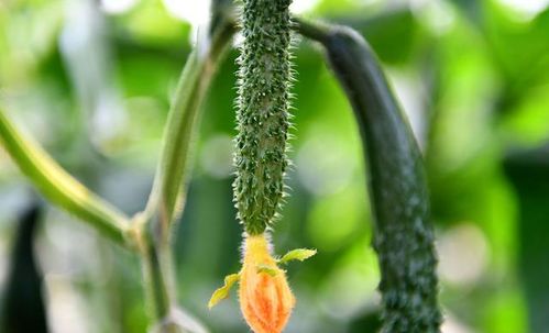 黄瓜打农药后 平安摘果的小秘密