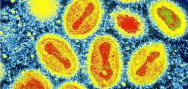 地老虎的恶行与防治之道