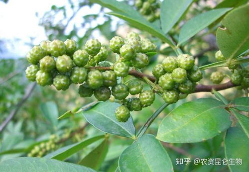 花生是什么树？这些常见误区你了解吗
