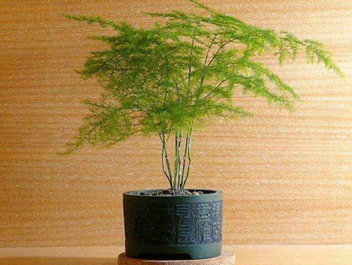 浇水， 水要适量，不嫩太多也不嫩太少