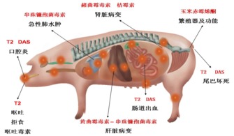 霉菌毒素危害生猪健康，影响养殖效益