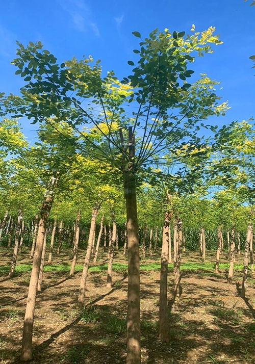 国槐、 金叶槐与黄金槐的用途